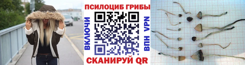 где найти   Ейск  Псилоцибиновые грибы ЛСД 